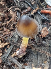 Mycena nivicola