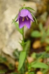 Campanula ramosissima