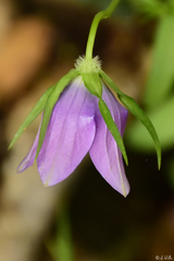 Campanula ramosissima