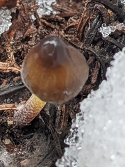 Mycena nivicola