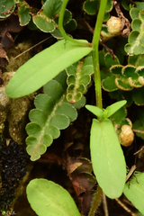 Campanula ramosissima
