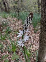 Asphodelus macrocarpus