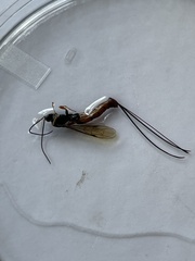 Dolichomitus irritator