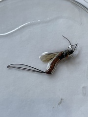 Dolichomitus irritator