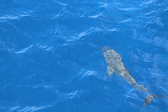 Steno bredanensis