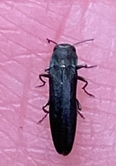 Agrilus cyanescens