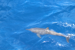 Steno bredanensis
