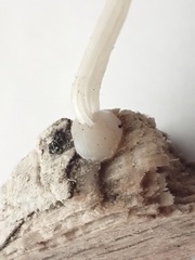 Pluteus semibulbosus