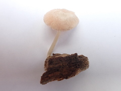 Pluteus semibulbosus