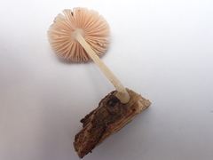 Pluteus semibulbosus