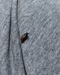 Chilothorax distinctus