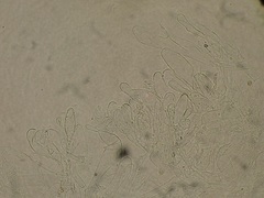 Pluteus semibulbosus