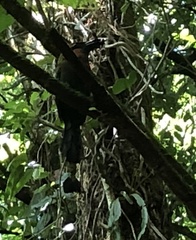 Electron platyrhynchum