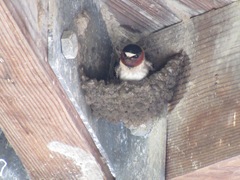 Petrochelidon pyrrhonota pyrrhonota