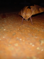 Clanis