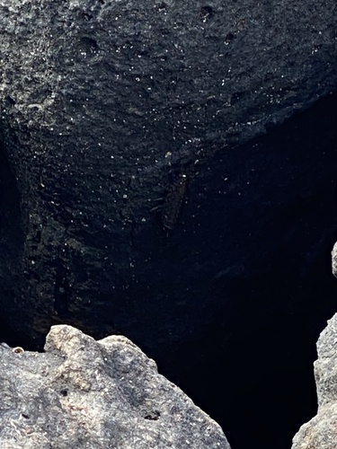 Ligia hawaiensis, 2022-05-31