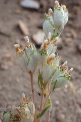 Mentzelia congesta