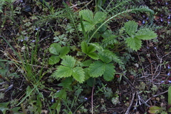 Fragaria vesca bracteata