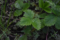 Fragaria vesca bracteata
