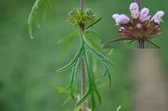 Leonurus sibiricus sibiricus