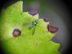 Condylostylus crinitus