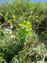 Euphorbia condylocarpa