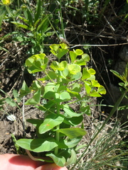 Euphorbia condylocarpa