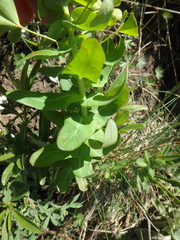Euphorbia condylocarpa