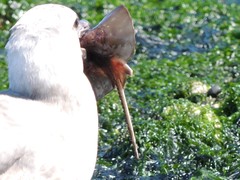 Beringraja binoculata