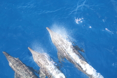 Steno bredanensis