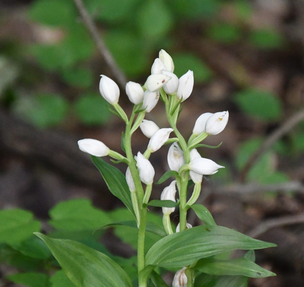 Cephalanthera damasonium