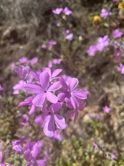 Linanthus californicus