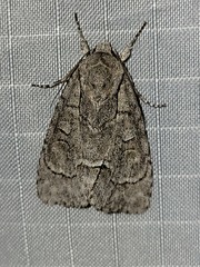 Acronicta radcliffei