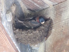 Petrochelidon pyrrhonota pyrrhonota