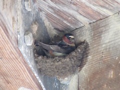 Petrochelidon pyrrhonota pyrrhonota