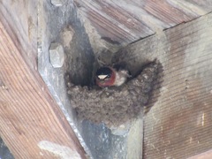 Petrochelidon pyrrhonota pyrrhonota