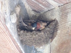 Petrochelidon pyrrhonota pyrrhonota