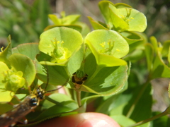 Euphorbia condylocarpa