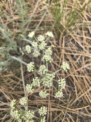 Lomatium geyeri