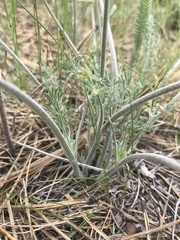 Lomatium geyeri