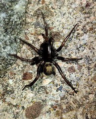 Allocosa funerea