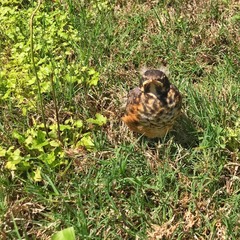 Turdus migratorius