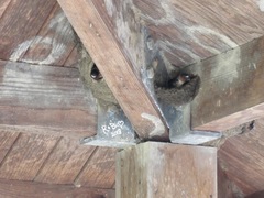 Petrochelidon pyrrhonota pyrrhonota