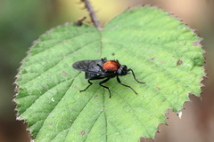 Clitellaria ephippium