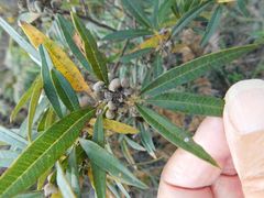 Searsia angustifolia