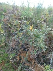 Searsia angustifolia