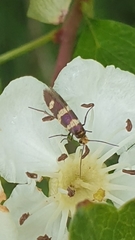 Micropterix aureatella