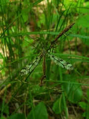 Tipula trivittata