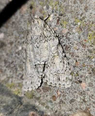 Acronicta immodica