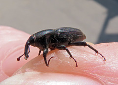 Sphenophorus striatopunctatus